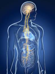 Discover 3 Keys to How the Vagus Nerve can Help You Wander Back to Health