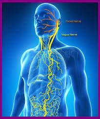 CORRECTING VAGUS NERVE IMBALANCES WITH CHIROPRACTIC CARE! LESS STRESS, BETTER SLEEP, LOWERED INFLAMMATION!